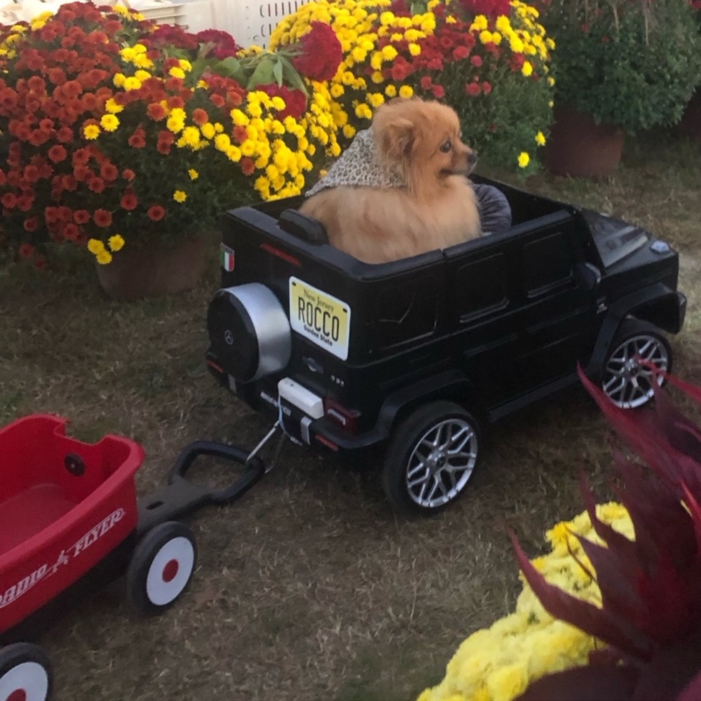 Meet your Posher, Rocco - Picture 6 of 12